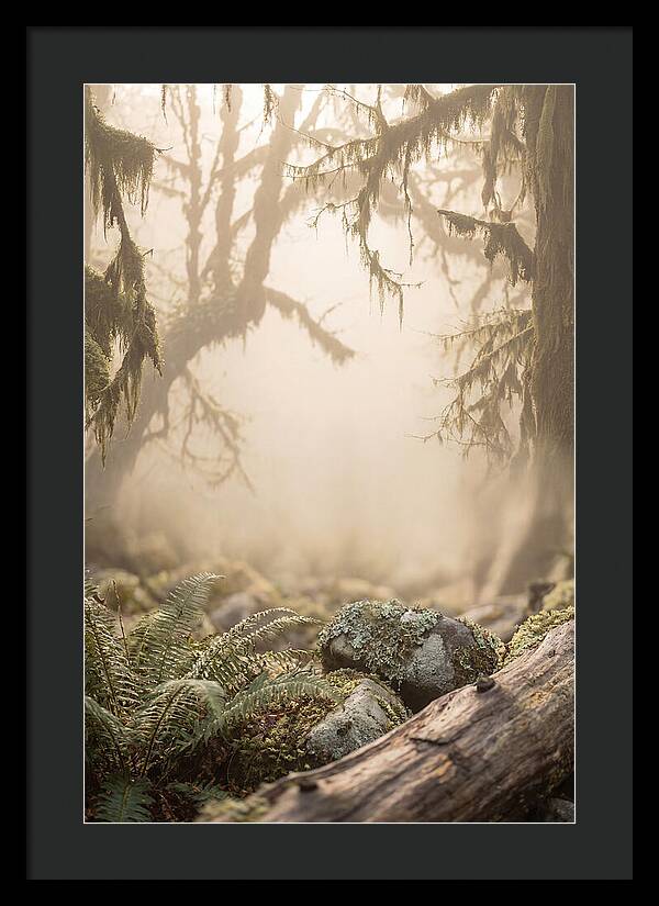 Misty Serenity Of Hoh Rainforest
