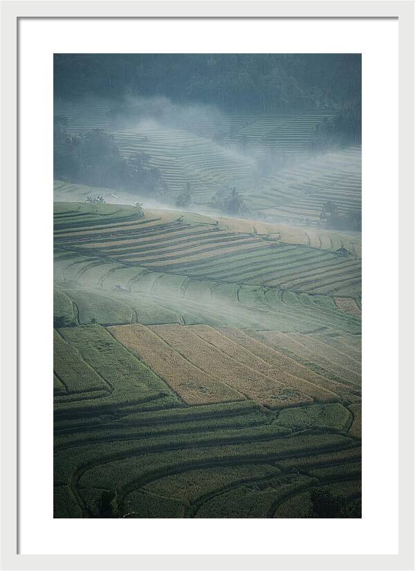 Misty Serenity Over Tegalalang Rice Terraces