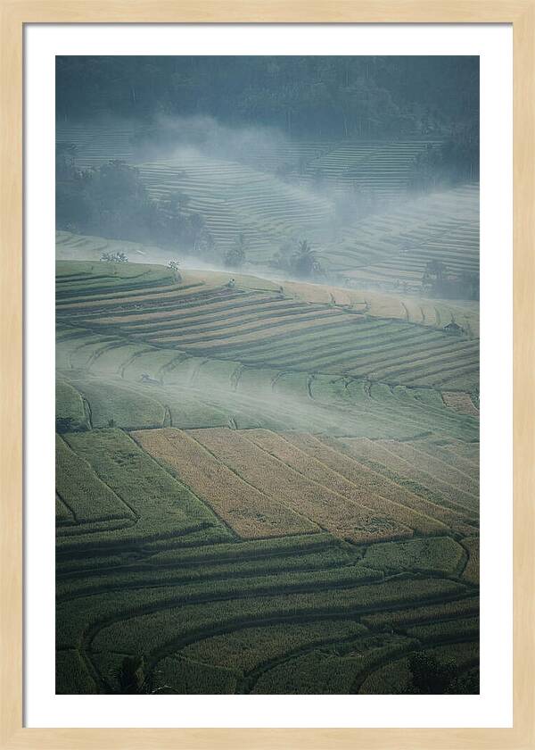 Misty Serenity Over Tegalalang Rice Terraces