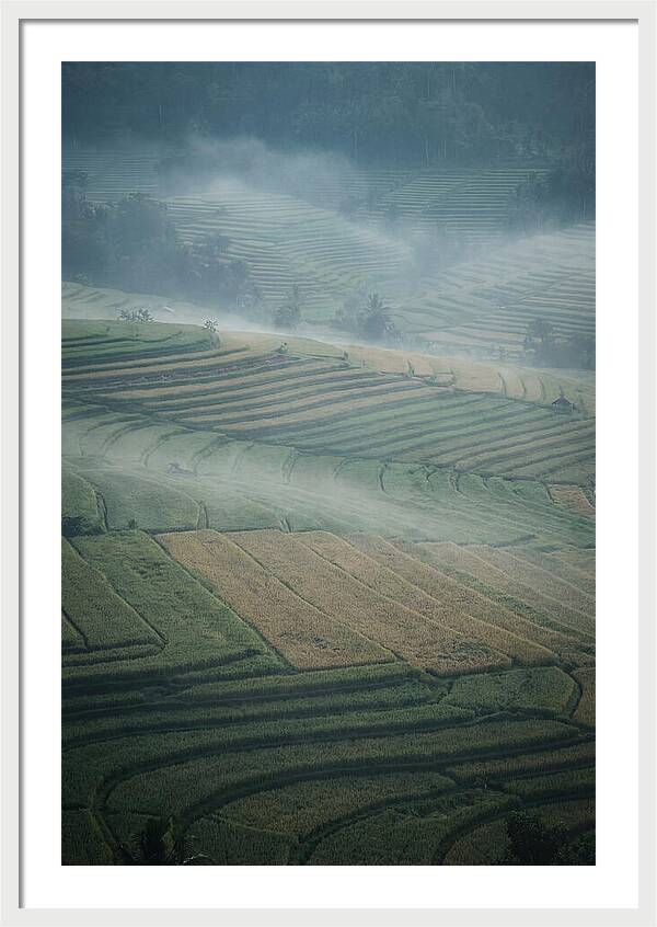 Misty Serenity Over Tegalalang Rice Terraces