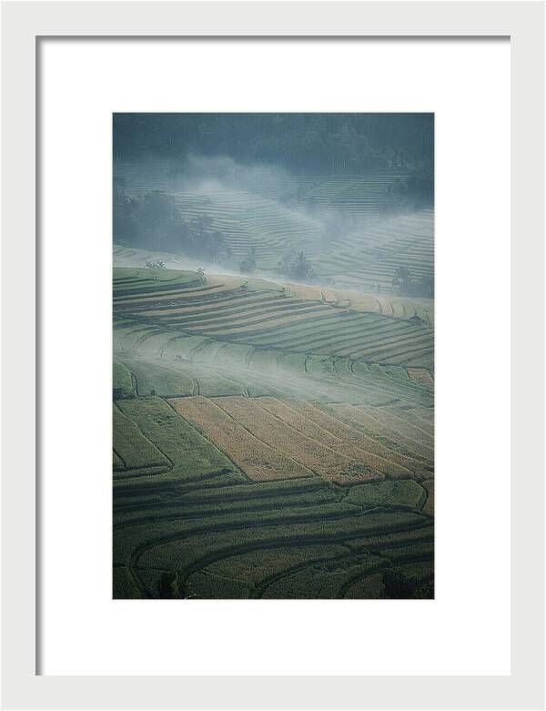 Misty Serenity Over Tegalalang Rice Terraces