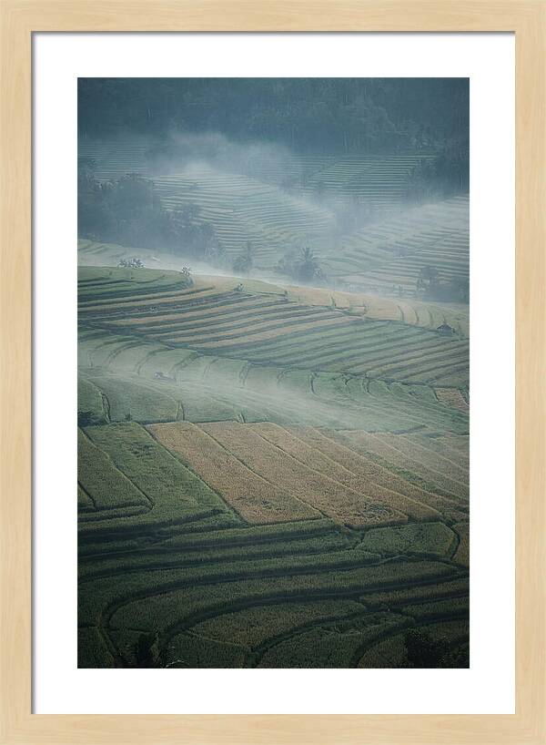 Misty Serenity Over Tegalalang Rice Terraces