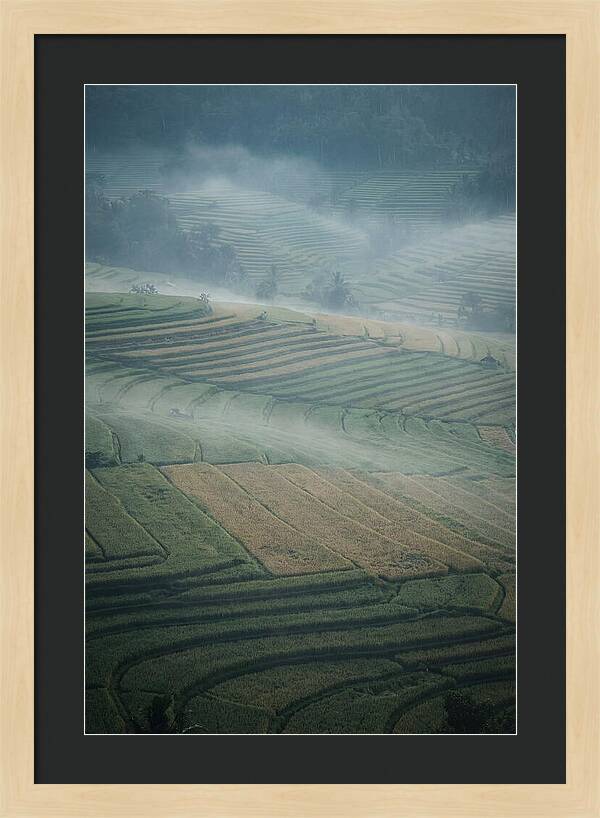 Misty Serenity Over Tegalalang Rice Terraces