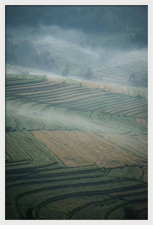 Misty Serenity Over Tegalalang Rice Terraces