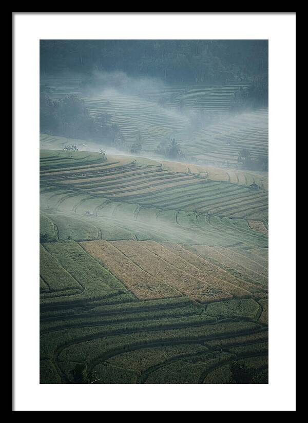 Misty Serenity Over Tegalalang Rice Terraces