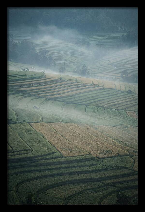 Misty Serenity Over Tegalalang Rice Terraces