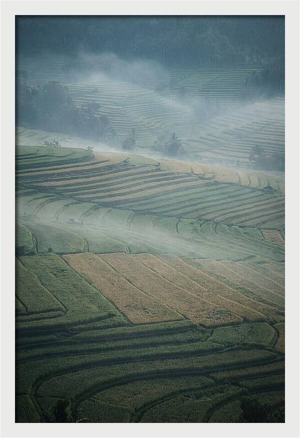 Misty Serenity Over Tegalalang Rice Terraces