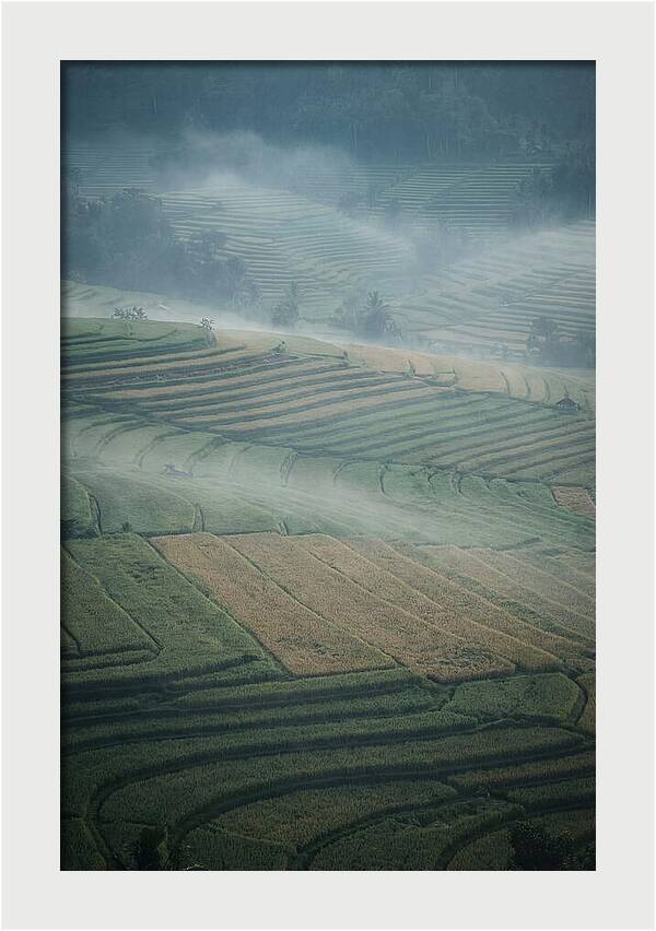 Misty Serenity Over Tegalalang Rice Terraces