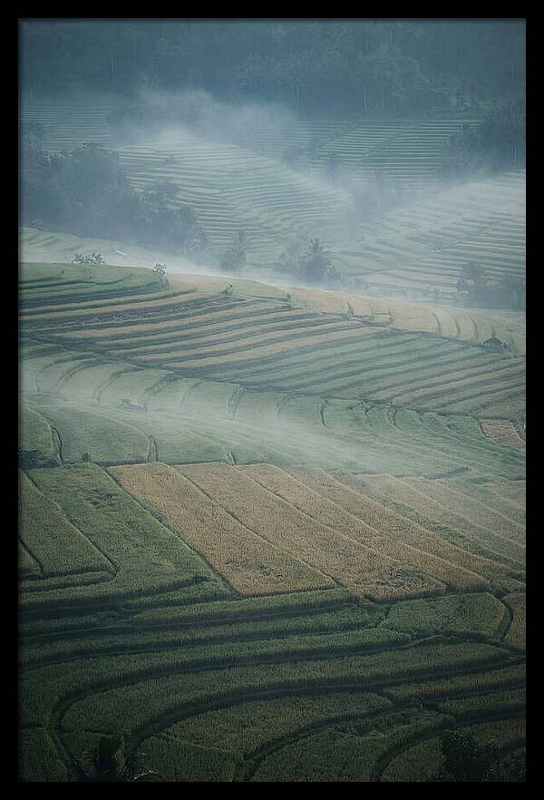 Misty Serenity Over Tegalalang Rice Terraces