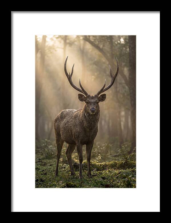 Misty Stag In The Forest
