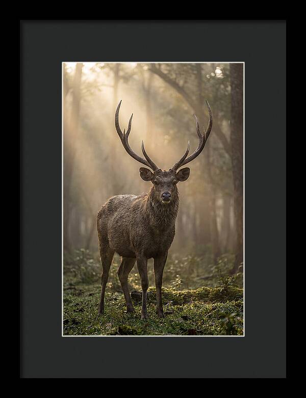 Misty Stag In The Forest