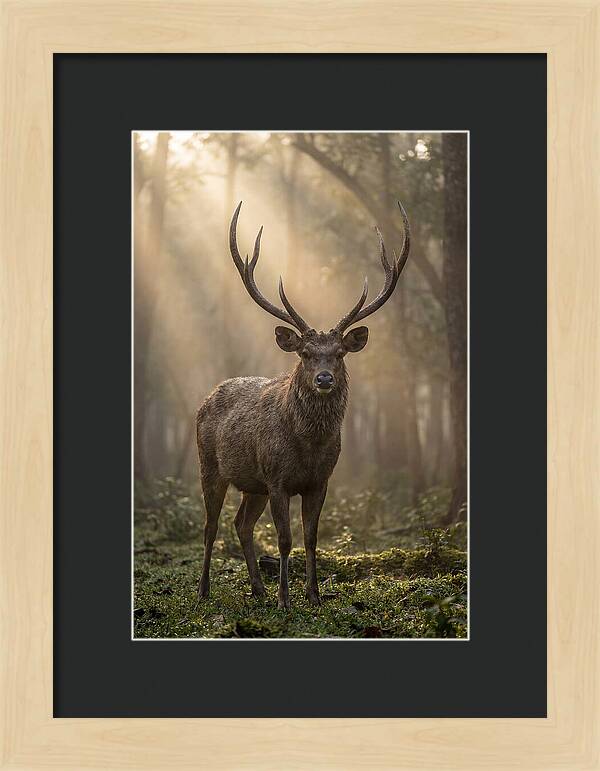 Misty Stag In The Forest