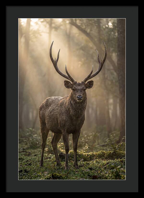 Misty Stag In The Forest