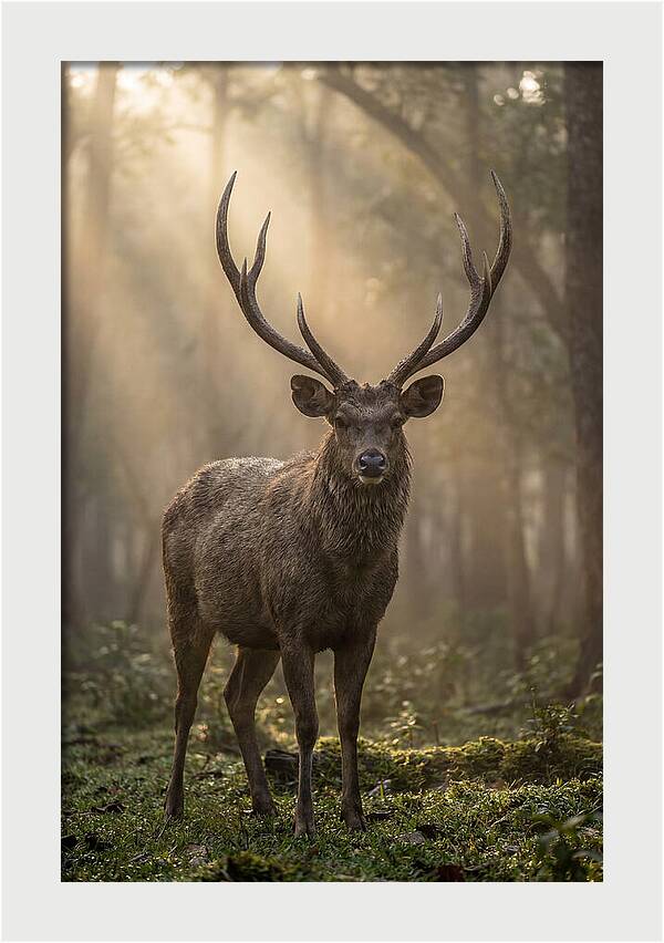 Misty Stag In The Forest