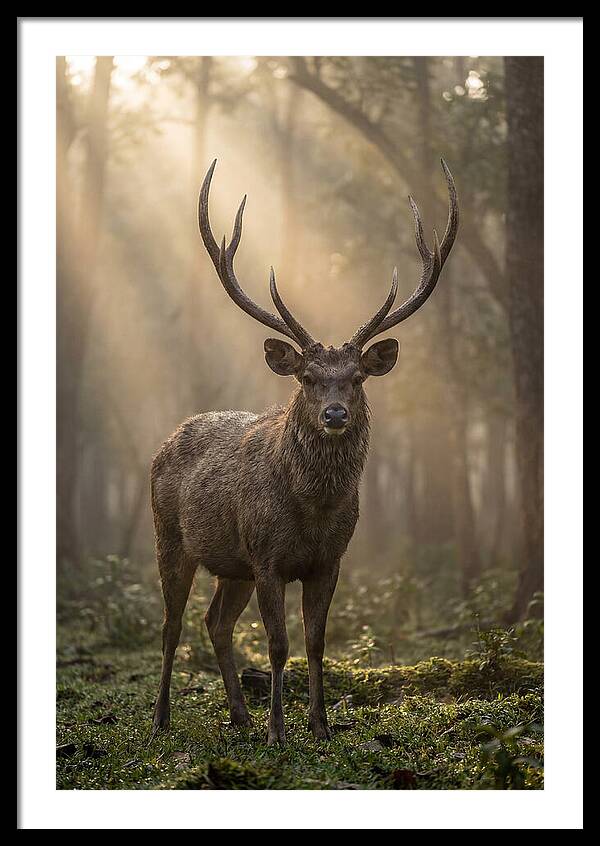 Misty Stag In The Forest