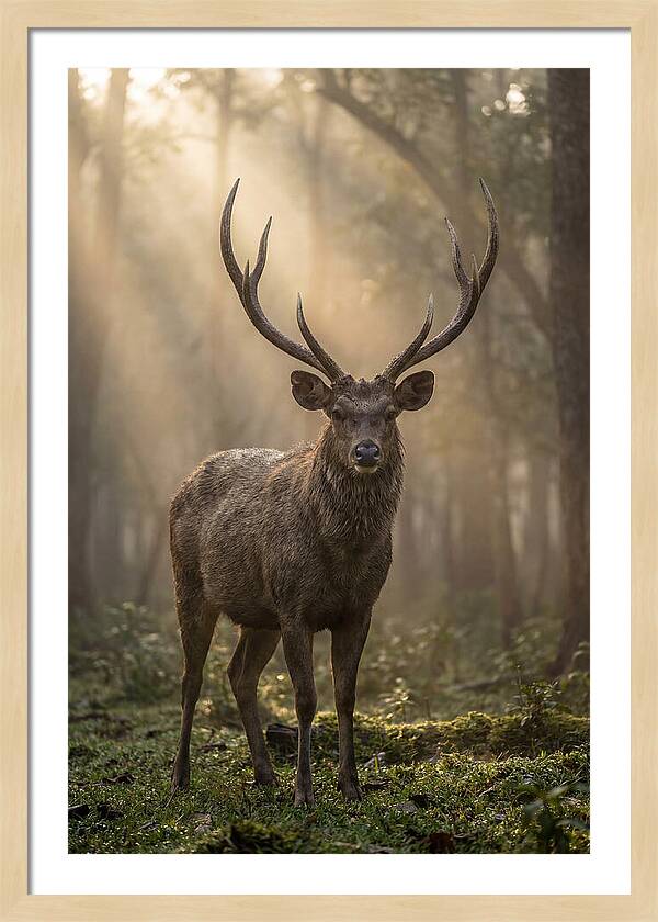 Misty Stag In The Forest