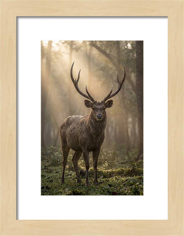 Misty Stag In The Forest