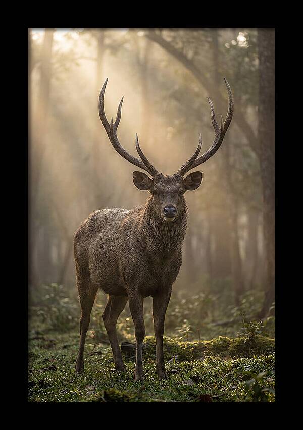 Misty Stag In The Forest