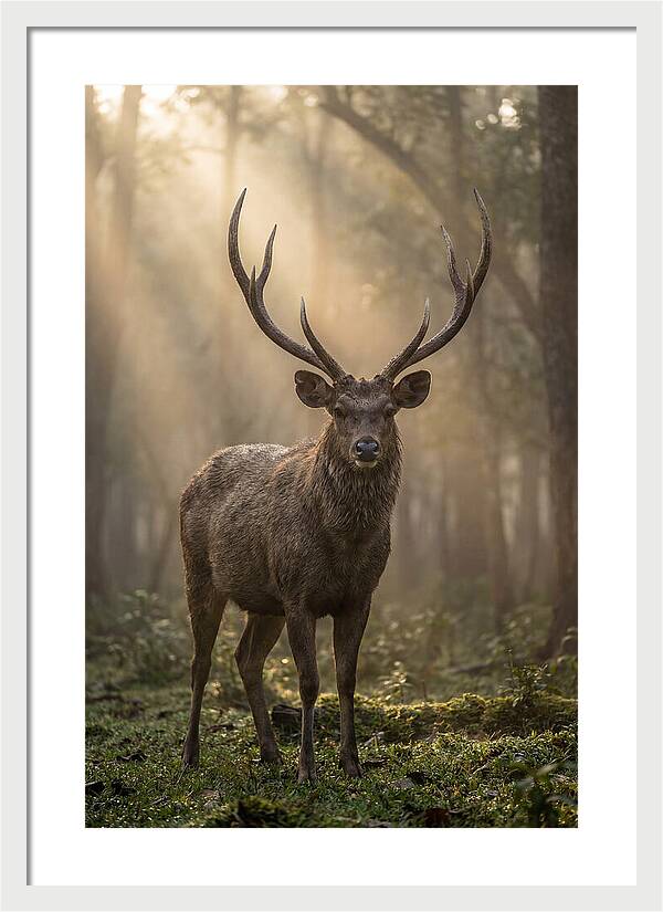 Misty Stag In The Forest
