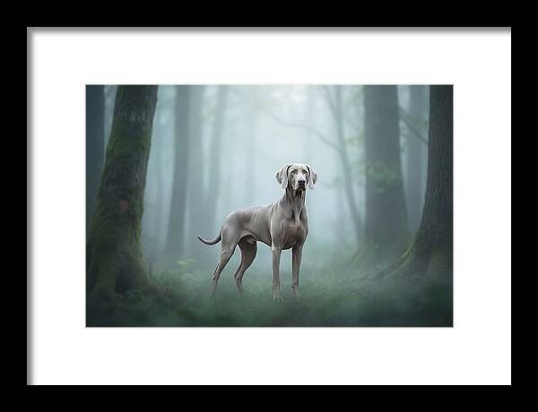 Misty Weimaraner In The Forest
