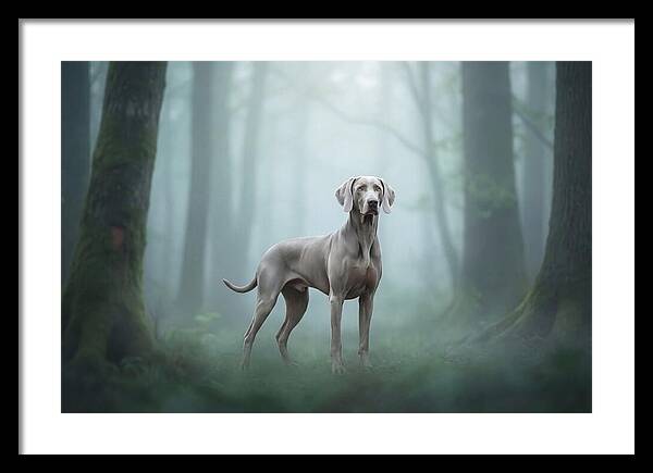 Misty Weimaraner In The Forest