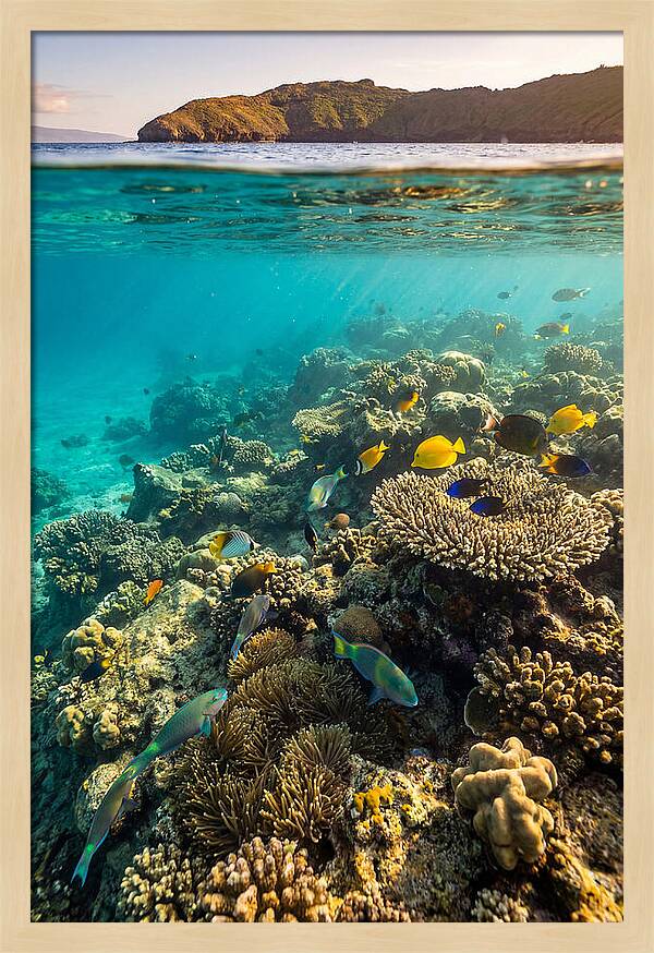 Molokini Crater Underwater Paradise