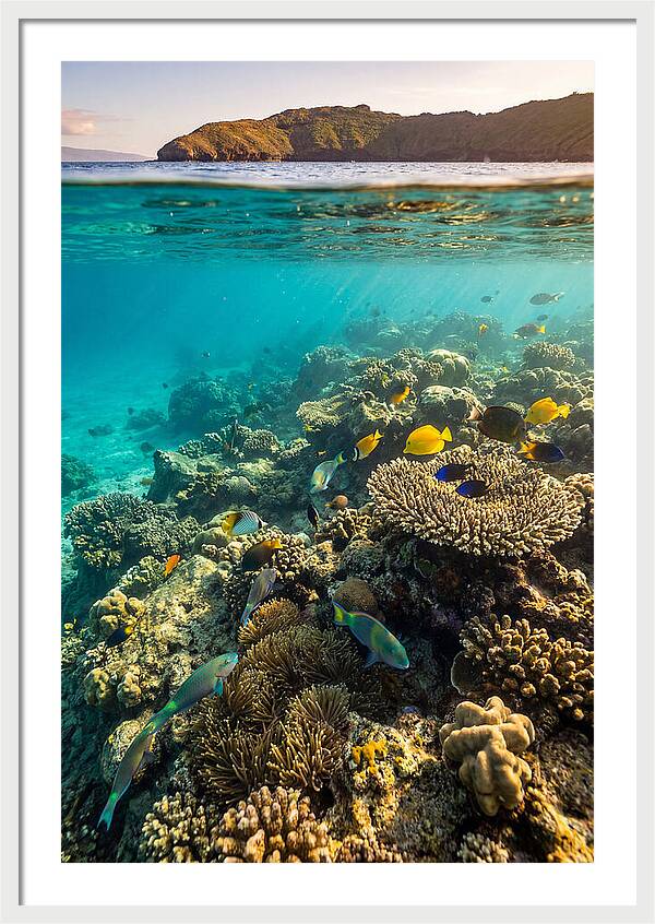 Molokini Crater Underwater Paradise