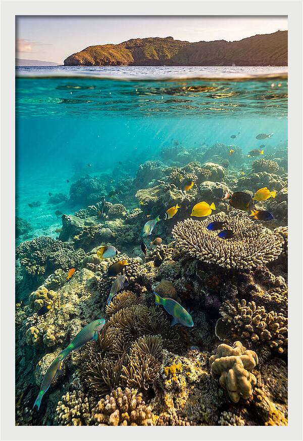 Molokini Crater Underwater Paradise