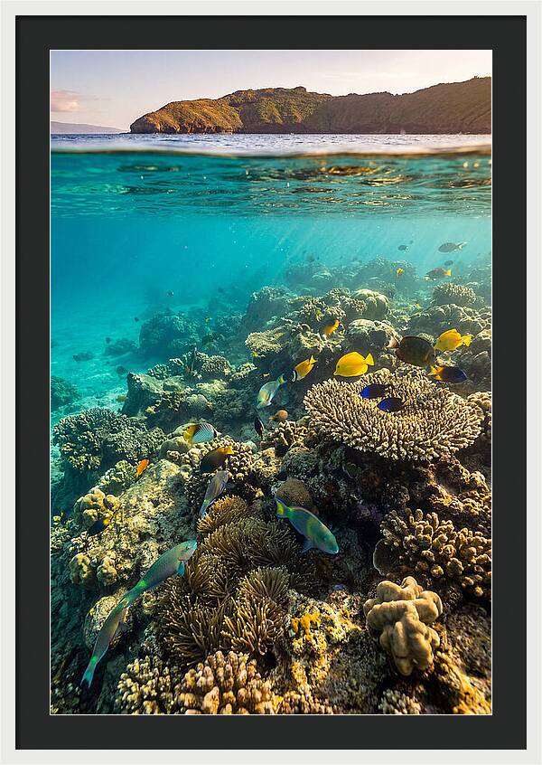 Molokini Crater Underwater Paradise