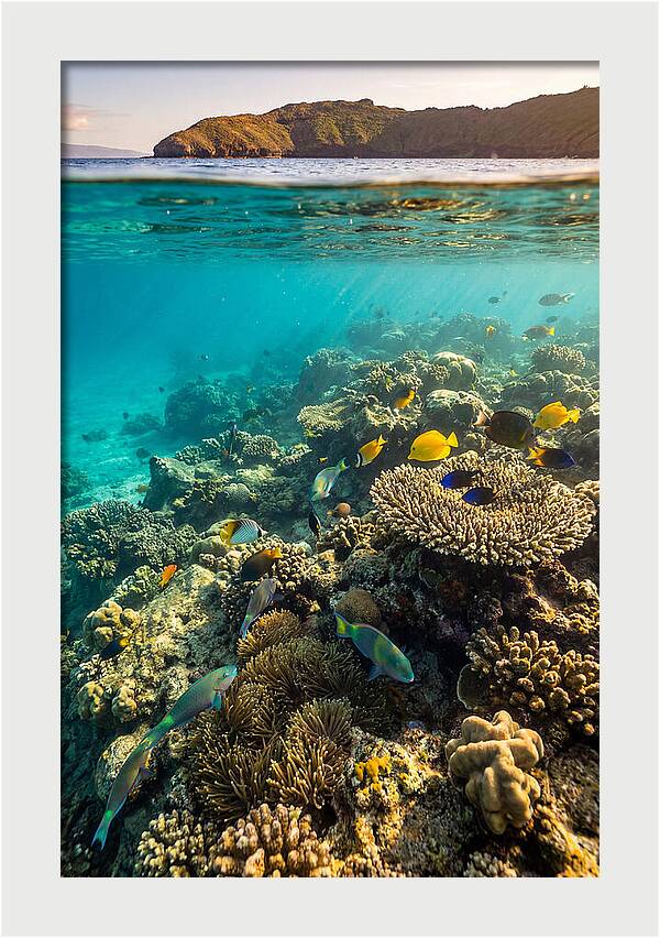 Molokini Crater Underwater Paradise