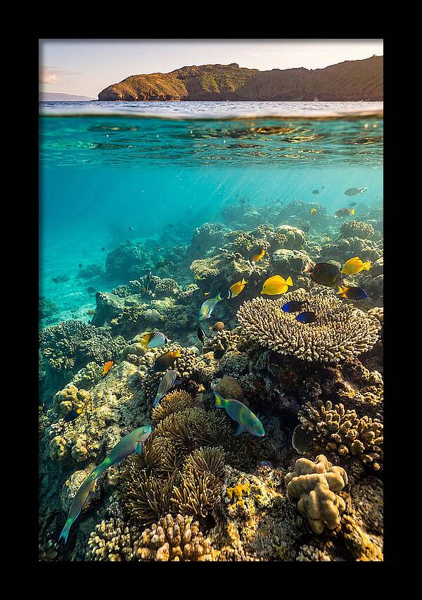 Molokini Crater Underwater Paradise