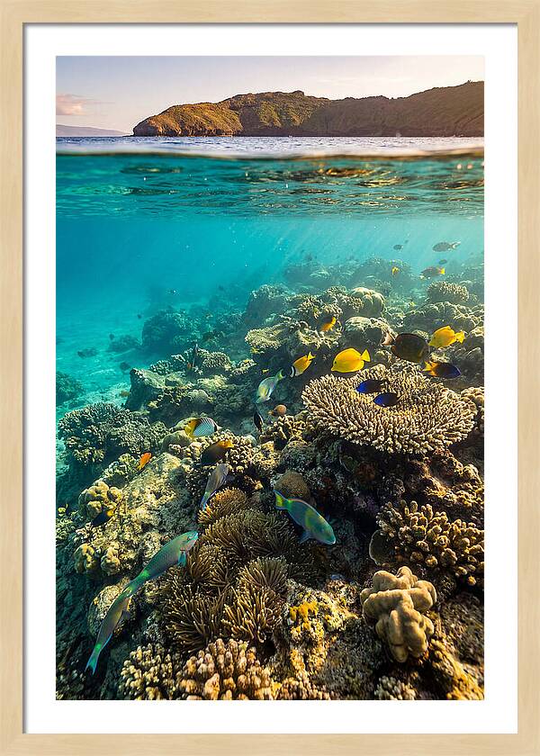 Molokini Crater Underwater Paradise