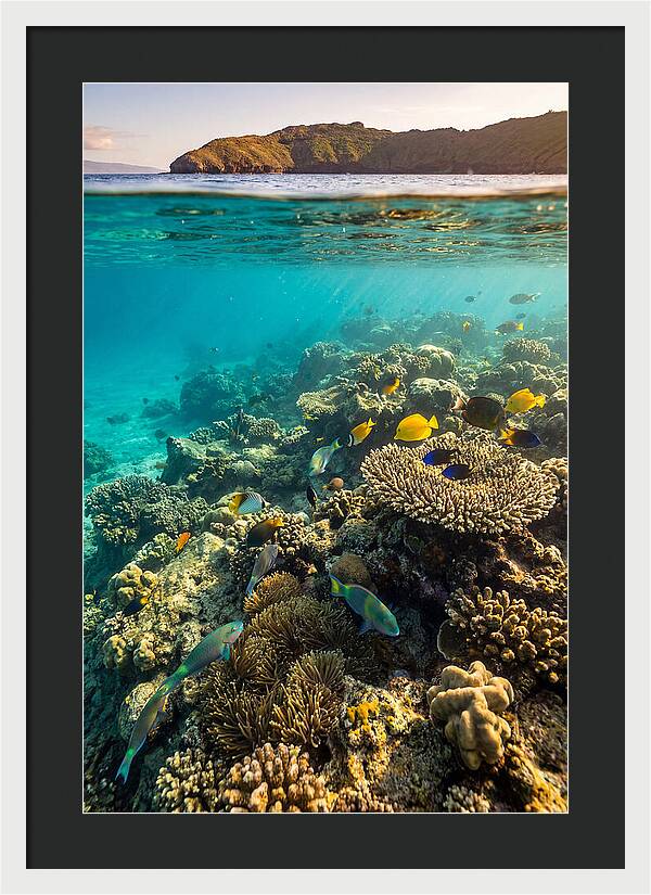 Molokini Crater Underwater Paradise