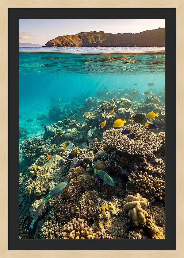 Molokini Crater Underwater Paradise