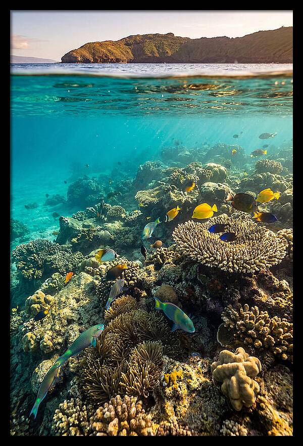 Molokini Crater Underwater Paradise