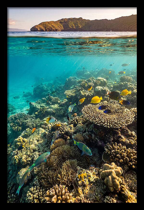 Molokini Crater Underwater Paradise