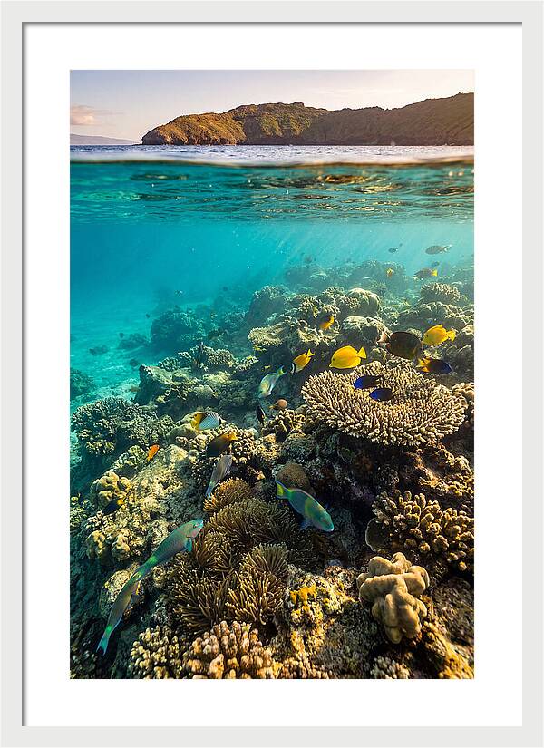 Molokini Crater Underwater Paradise