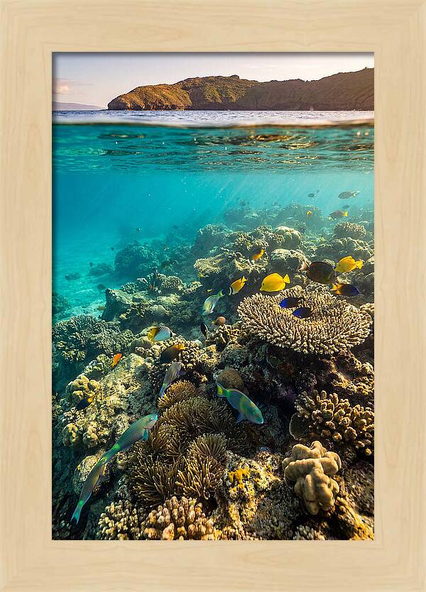 Molokini Crater Underwater Paradise