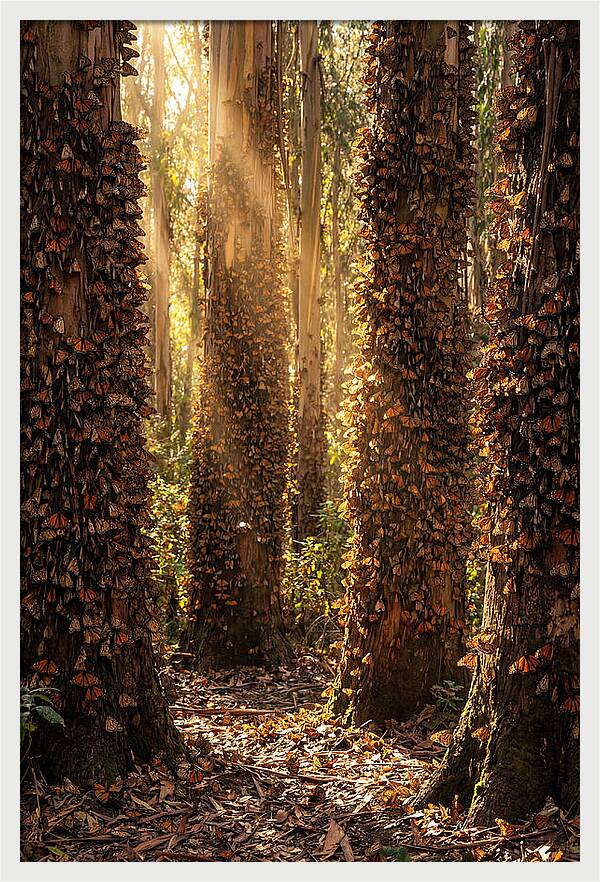 Monarch Butterflies In Eucalyptus Grove