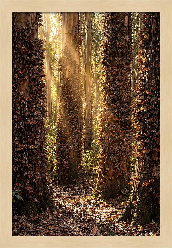 Monarch Butterflies In Eucalyptus Grove