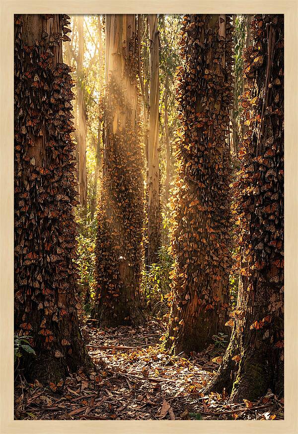 Monarch Butterflies In Eucalyptus Grove