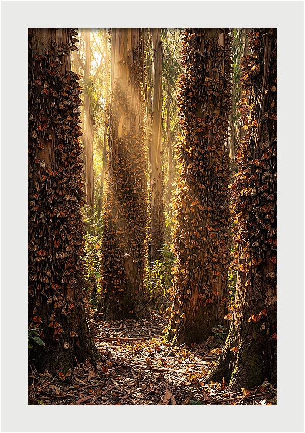 Monarch Butterflies In Eucalyptus Grove