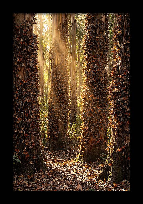 Monarch Butterflies In Eucalyptus Grove