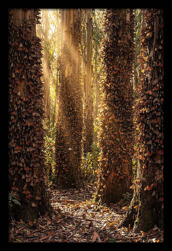 Monarch Butterflies In Eucalyptus Grove