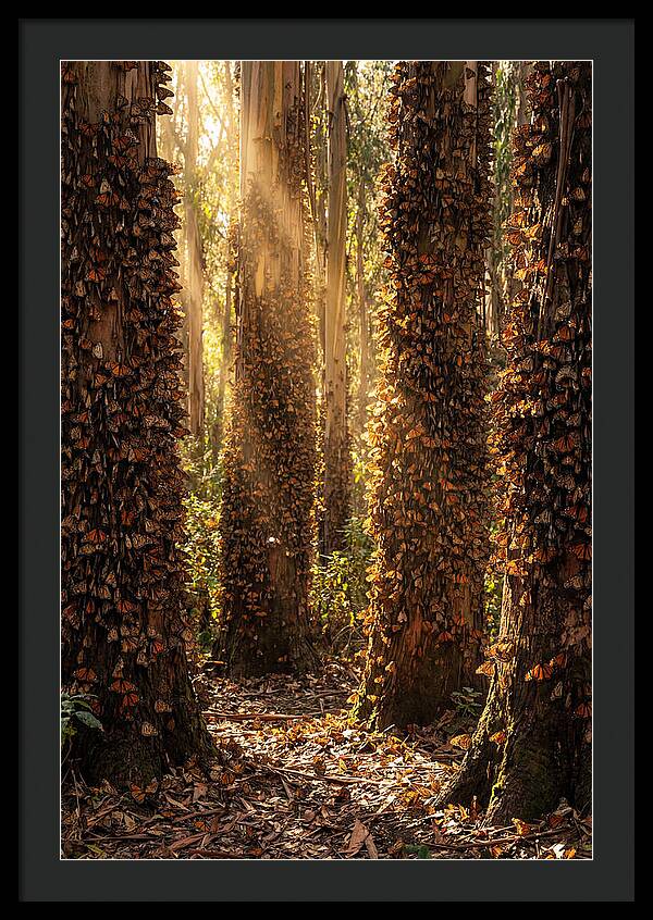 Monarch Butterflies In Eucalyptus Grove