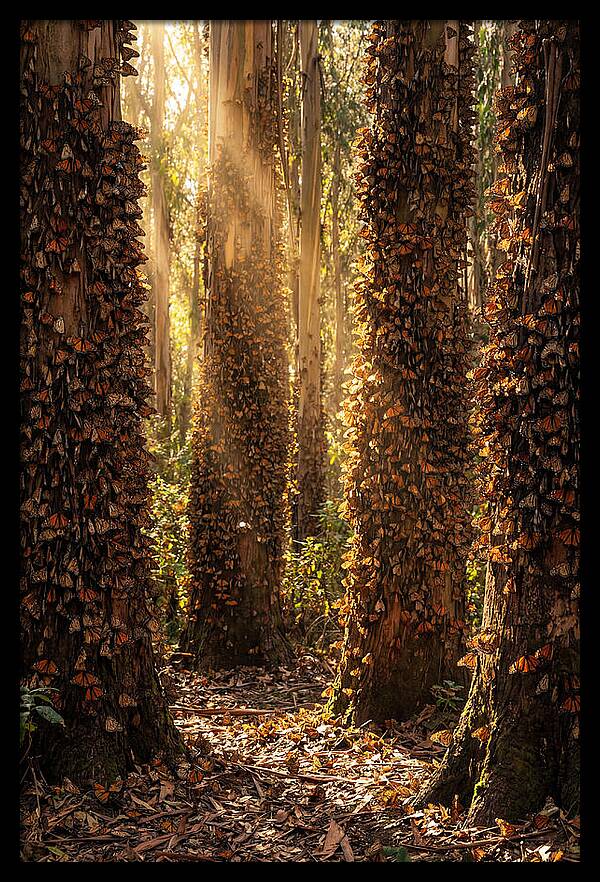 Monarch Butterflies In Eucalyptus Grove