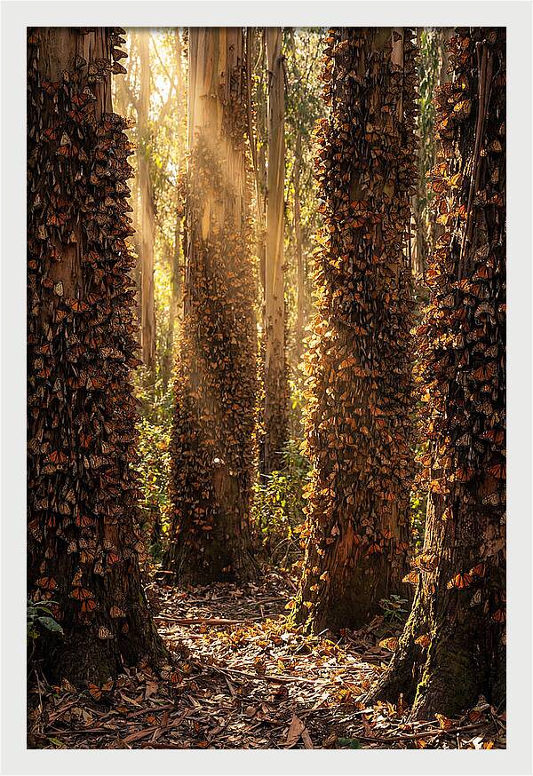 Monarch Butterflies In Eucalyptus Grove