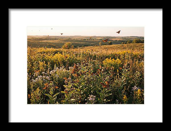 Monarch Butterflies In Flight