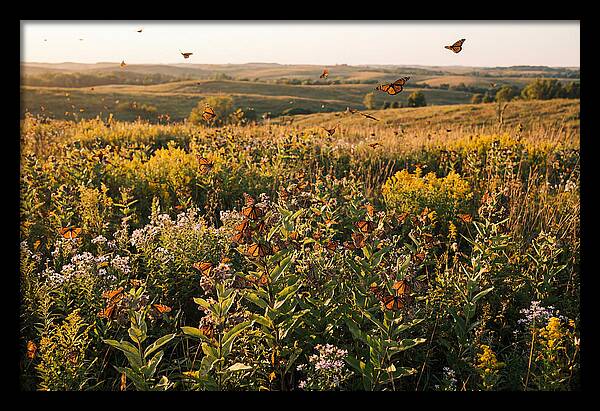 Monarch Butterflies In Flight