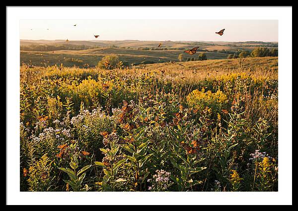 Monarch Butterflies In Flight